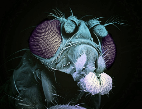 A Drosophila
