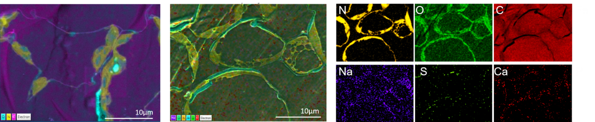 100nm section of unstained leaf tissue on aluminium stub, imaged using 2.5kV for 15 minutes. 